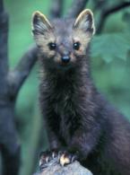 American Marten