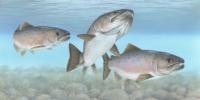 Atlantic Salmon