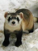 Black-footed Ferret
