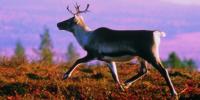 caribou