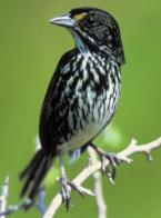 Dusky Seaside Sparrow
