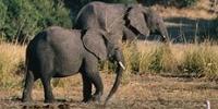 elephant