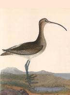 Extinct animal - eskimo curlew