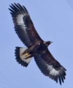 golden eagle