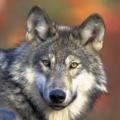 endangered animal - gray wolf