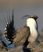 greater sage-grouse