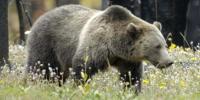 grizzly bear