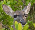 Key Deer