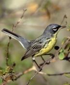 Kirtland's warbler