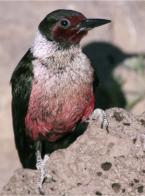 Lewis' Woodpecker