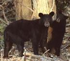 Louisiana Black Bear - Bo Sloan USDA