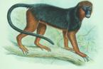 Endangered monkey - Miss Waldron's Red Colobus - FW Frohawk