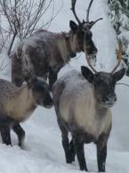 Mountain Caribou
