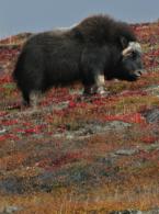 Muskox