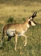 Pronghorn Antelope