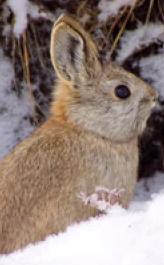 Pygmy Rabbit USFWS