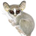 Rondo Dwarf Galago © CI, Stephen Nash