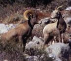 Sierra Nevada Bighorn Sheep