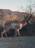 Sonoran Pronghorn - T Tibbitts NPS
