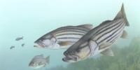 Striped Bass