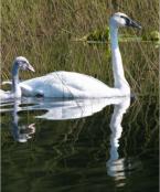 trumpeter swan