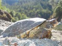 Western Pond Turtle