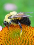 bumblebee - Scott Robinson