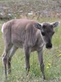 caribou calf - Lukas Riebling