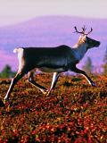 Caribou