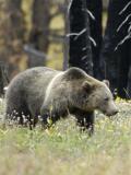 grizzly bear
