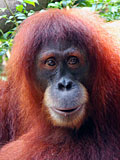 orangutan - Lionel Leo