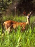 white-tailed deer - USFWS