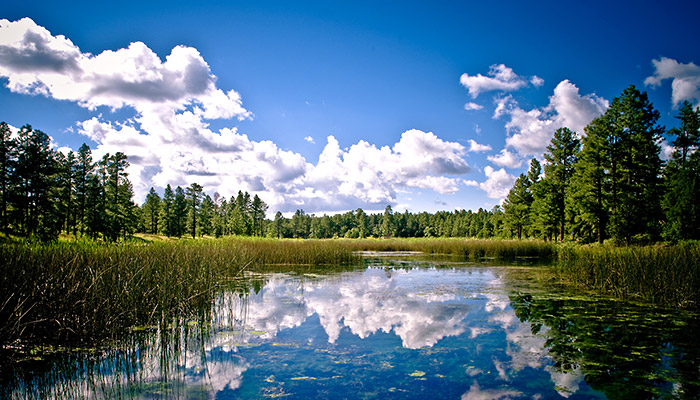 Forest and lake near Pinetop, Arizona