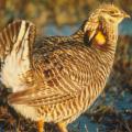 Attwater's Greater Prairie Chicken