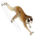 Horton Plains Slender Loris © CI, Stephen Nash