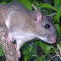 Key Largo Woodrat