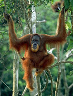 Sumatran Orangutan (Pongo abelii)