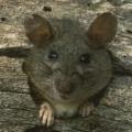 Woodrat