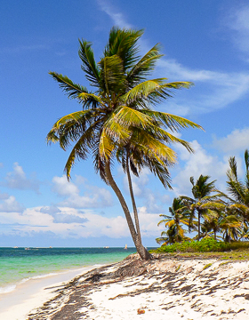 Beach and palm tree in Dominican Republic