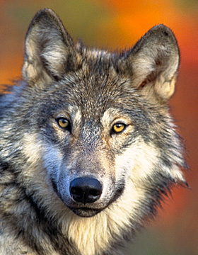 endangered animal - gray wolf
