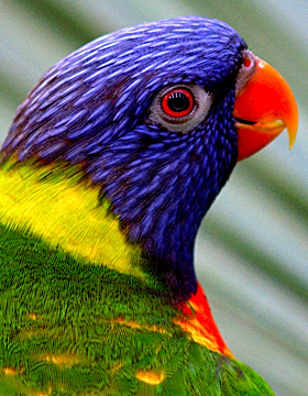 Lorikeet parrot