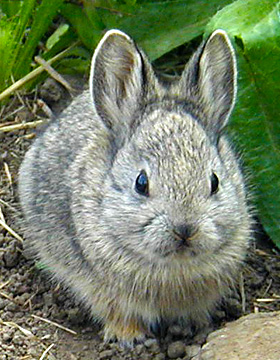 pygmy rabbit