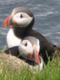 Atlantic puffin - Aconcagua